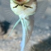 jawfish_yellowhead_bcf_nwp_v_0067_tci0089.jpg